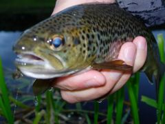 Inverurie, 38cm